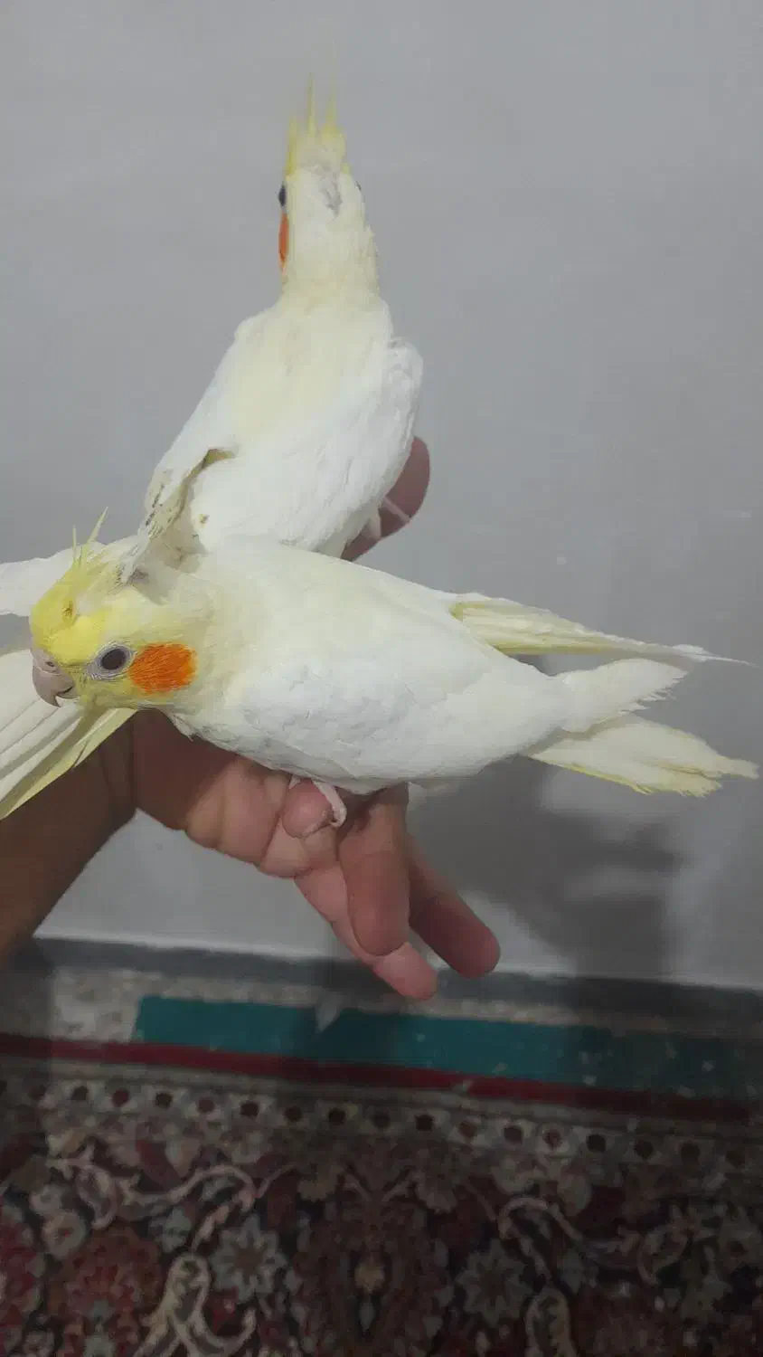 جوجه طوطی عروس هلندی|پرنده|سوسنگرد, |دیوار