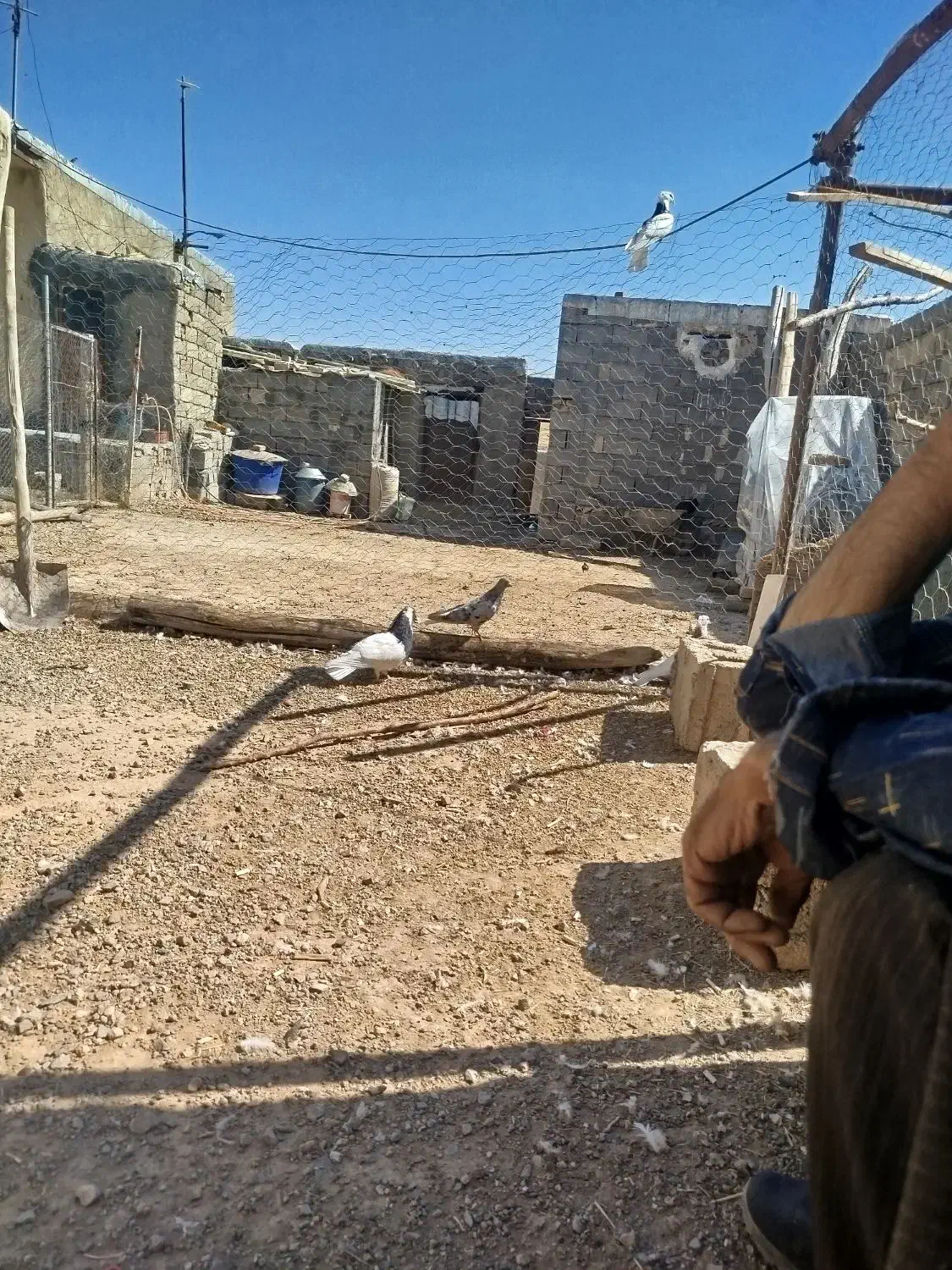 طوقی|پرنده|دهگلان, |دیوار