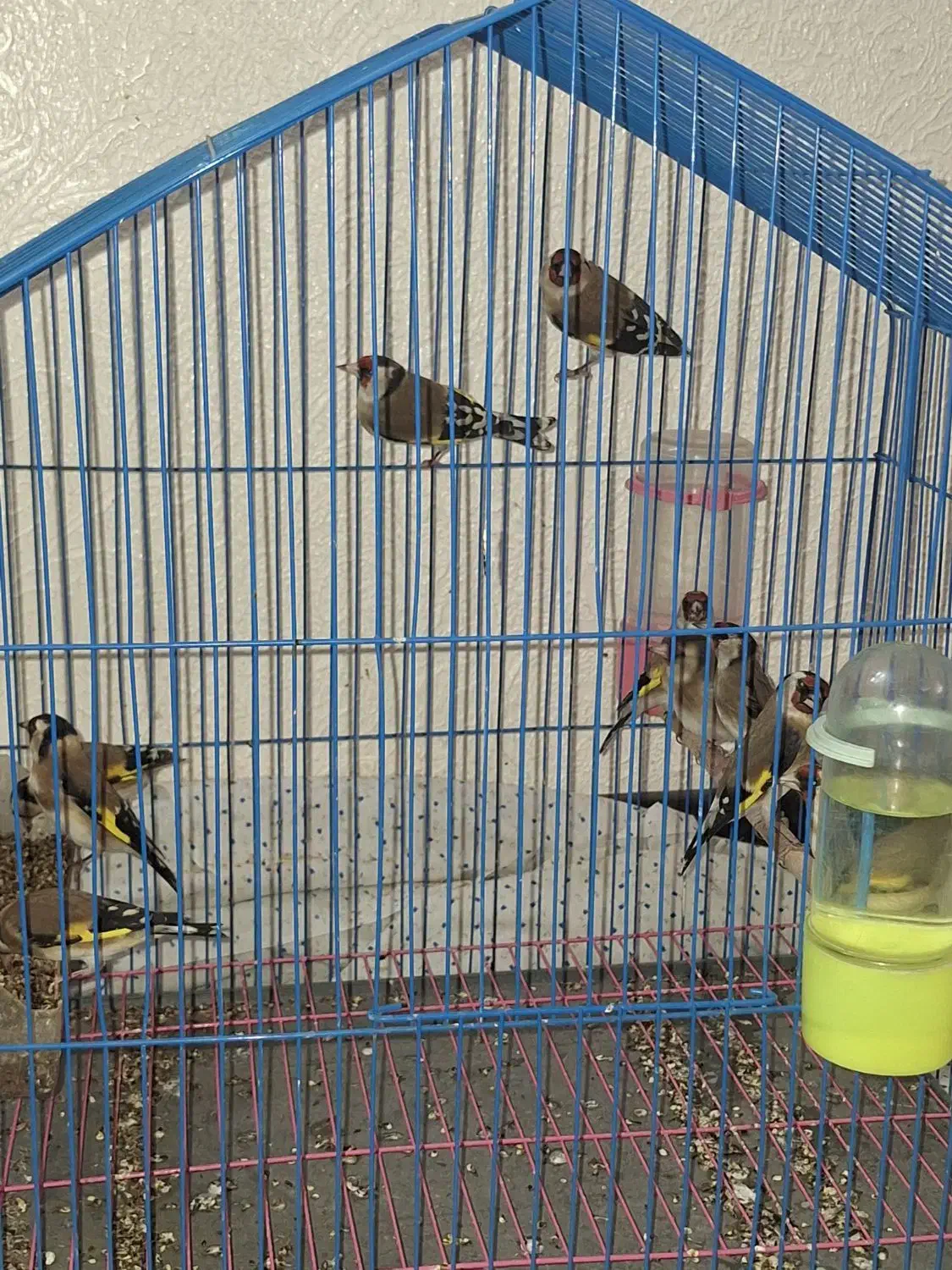 سهره|پرنده|شاهین‌شهر, عطار|دیوار