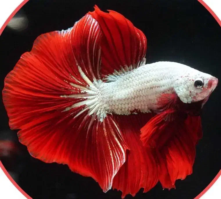 ماهی فایتر رد دراگون|ماهی|چهارباغ, |دیوار