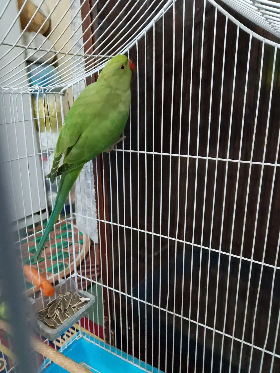 طوطی ملنگو|پرنده|چابهار, |دیوار