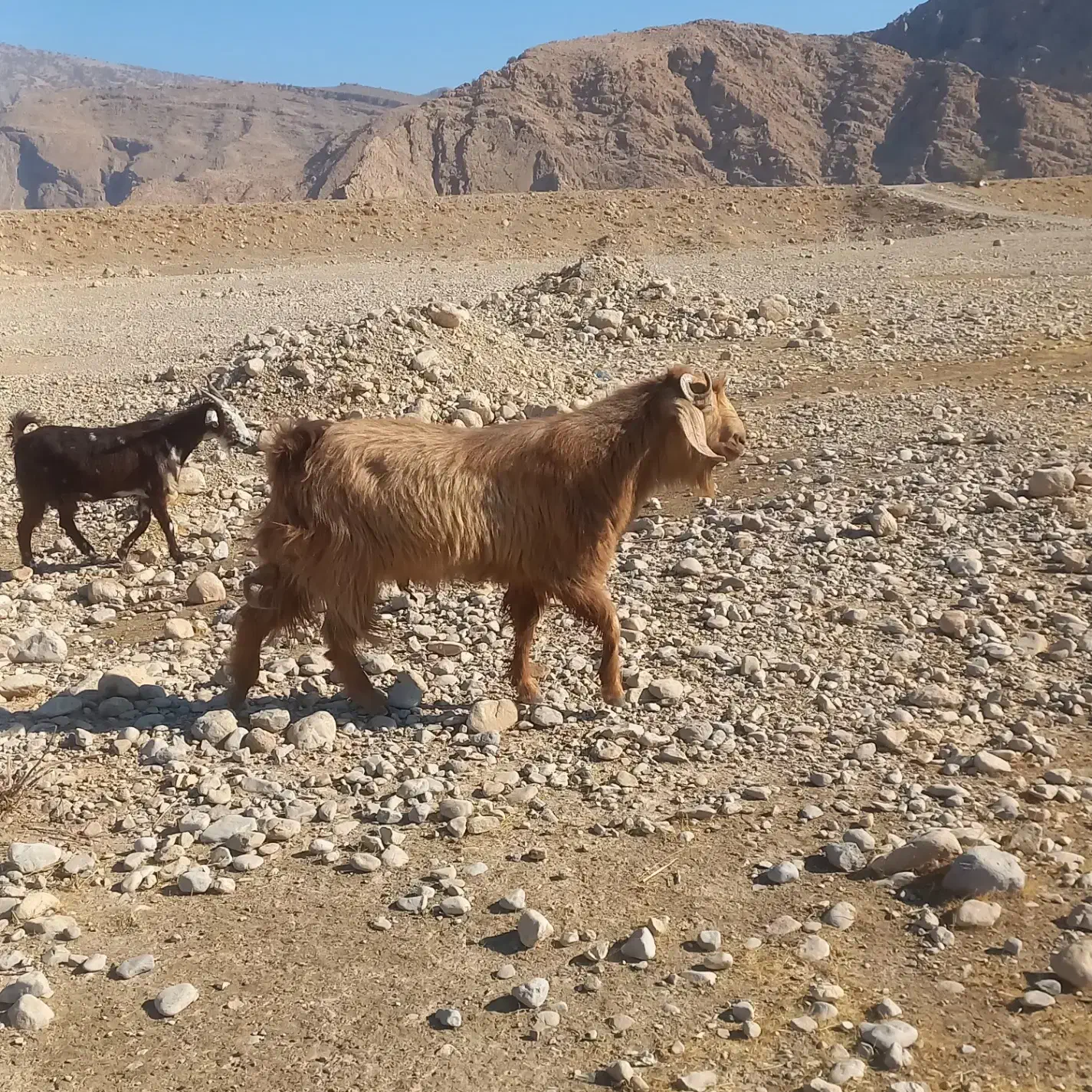 پازن گله|حیوانات مزرعه|دوگنبدان, |دیوار