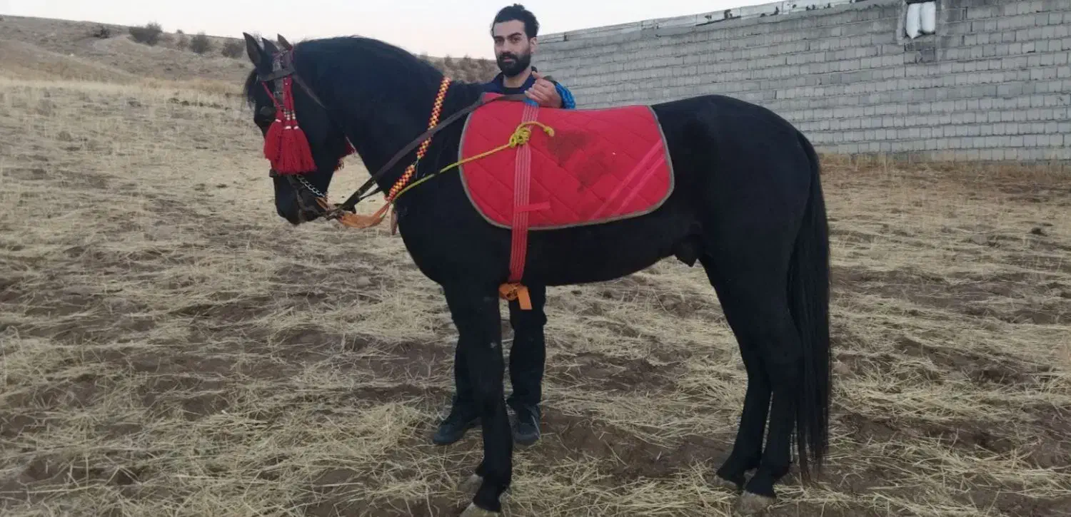 بعلت نداشتن جا میفررشم|اسب و تجهیزات اسبسواری|هشترود, |دیوار