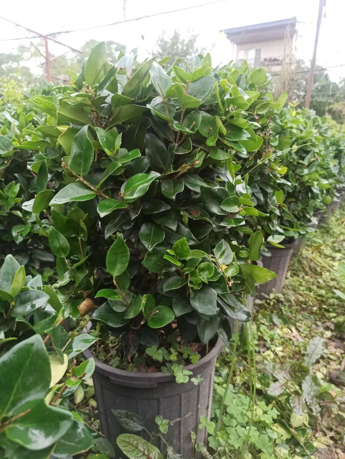 یاس هلندی گلدان12و3نیم پر|گل و گیاه طبیعی|چابکسر, |دیوار