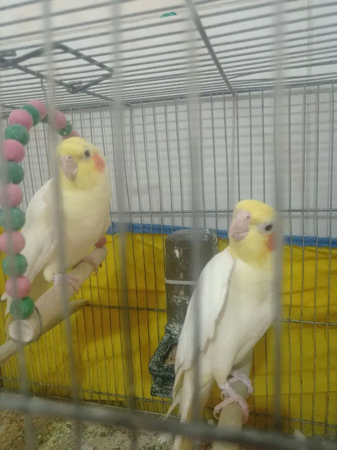 عروس هلندی|پرنده|قم, سرحوض|دیوار