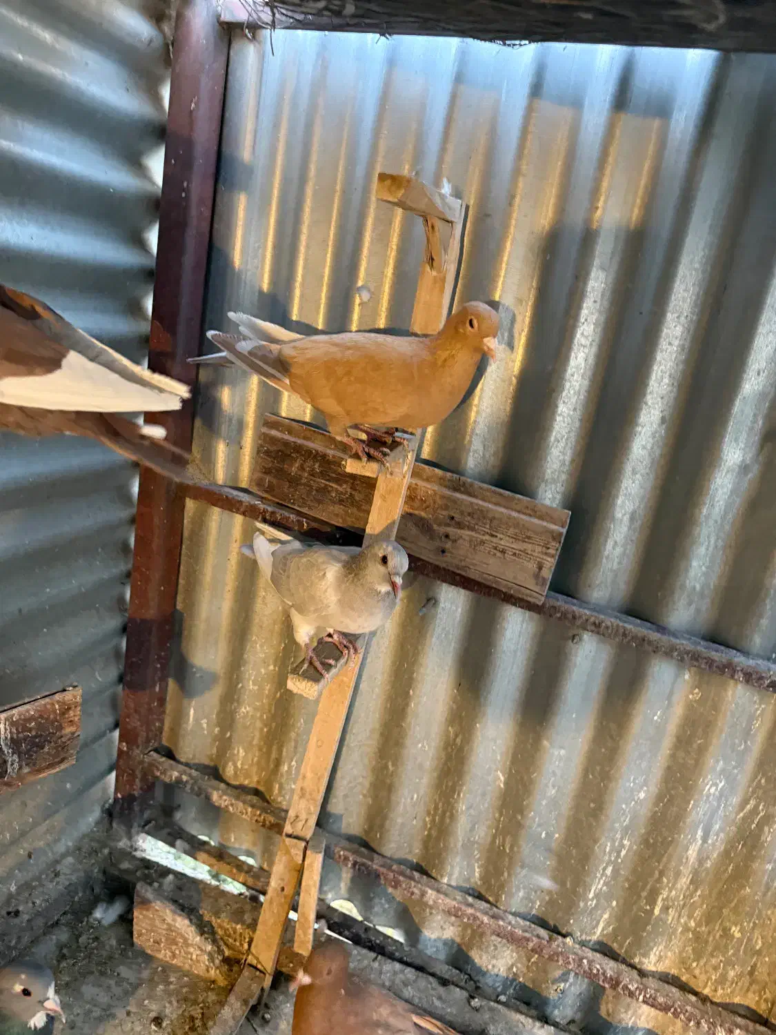 زرد پلنگ نقره ای پلنگ گلی پلنگ ماده|پرنده|کرمان, |دیوار