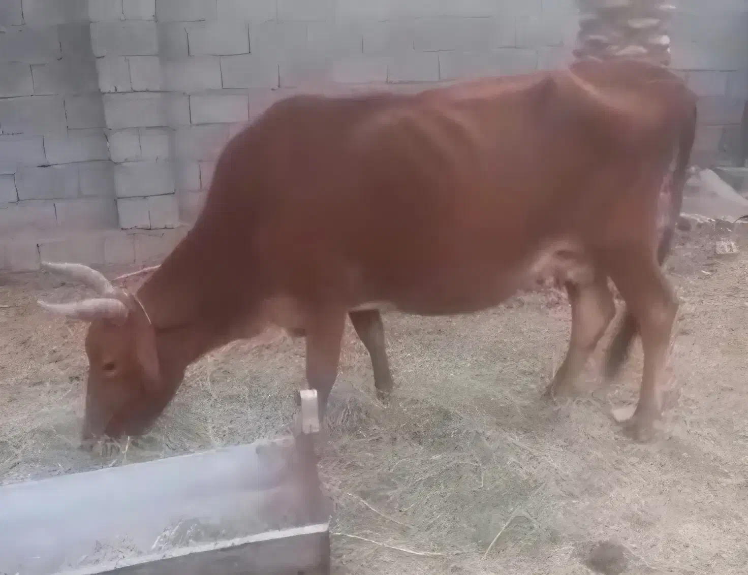 گاو و گوساله ماده بومی|حیوانات مزرعه|اردکان, |دیوار