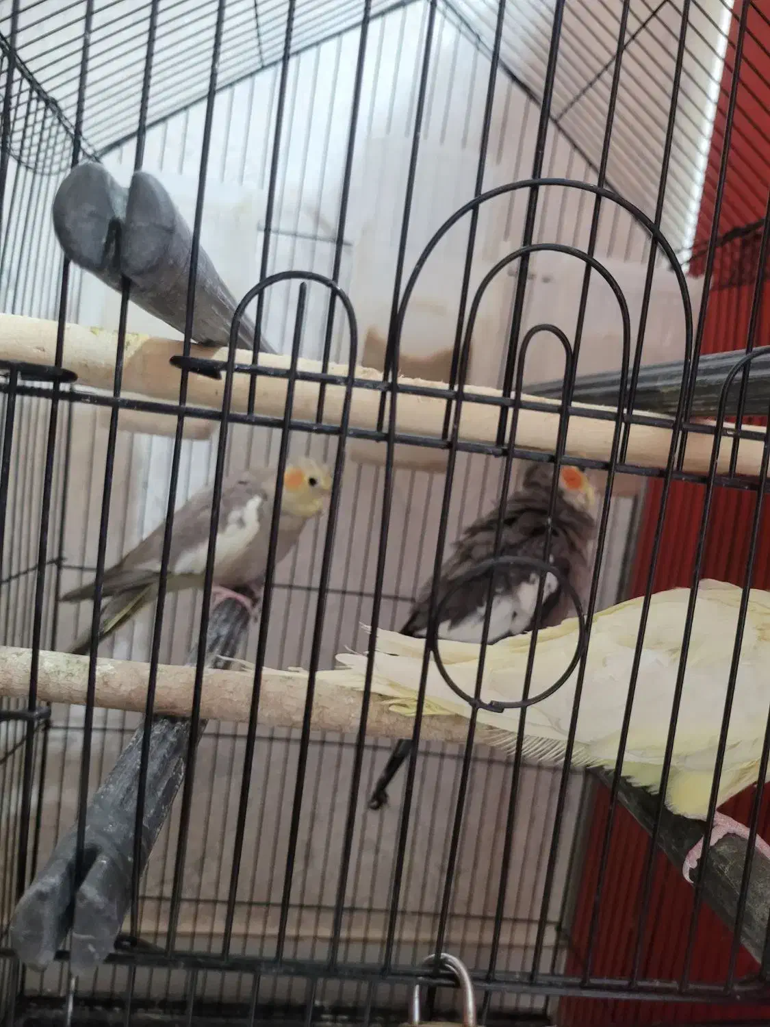 پرنده عروس|پرنده|رشت, نخودچر|دیوار