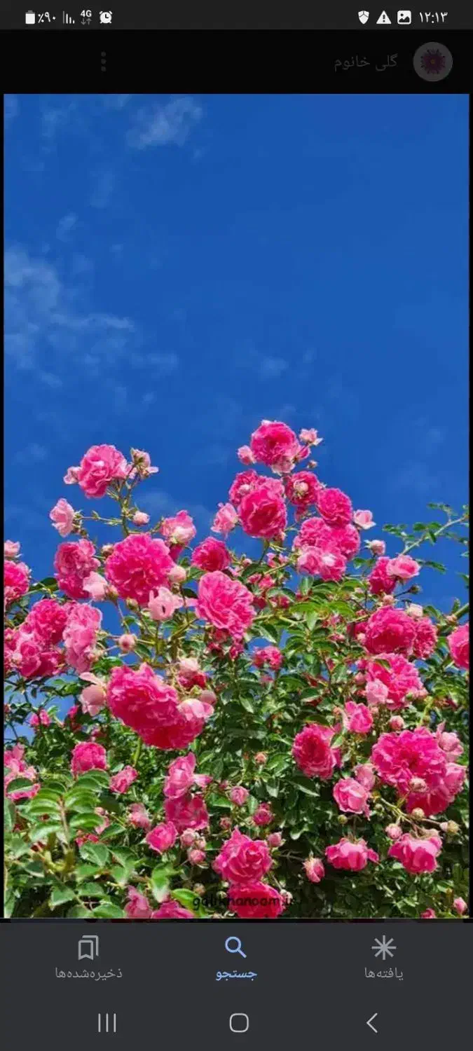 باغبانی و کلیه امور مربوط به گل وگیاه ودرخت|خدمات باغبانی و درختکاری|شاهین‌شهر, گزبرخوار|دیوار