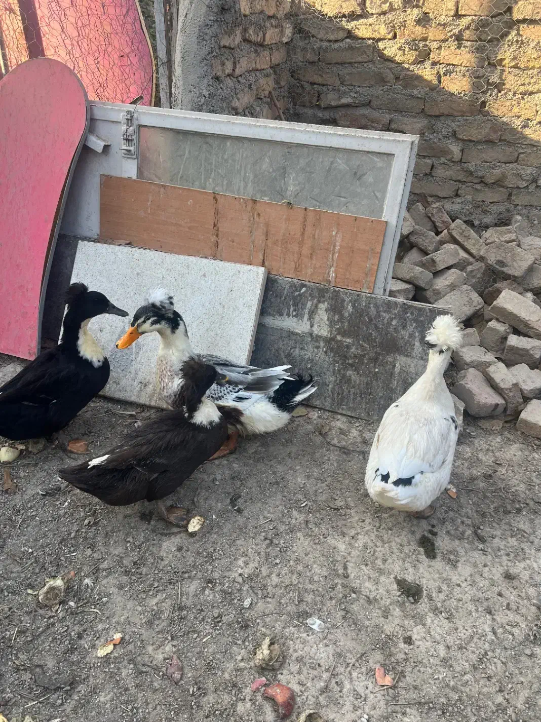 اردک کاکلی بالی|حیوانات مزرعه|وحیدیه, |دیوار