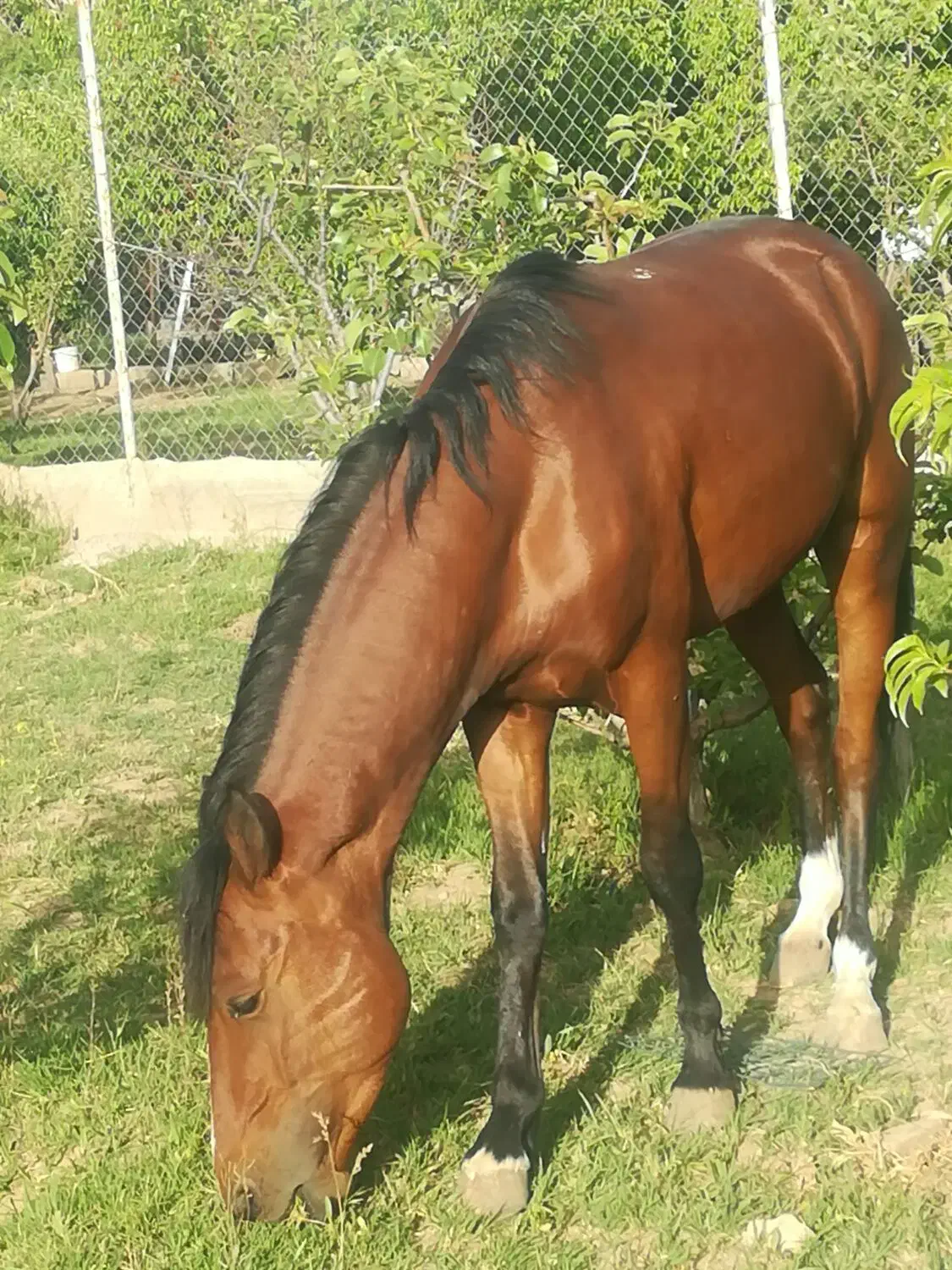 اسب|اسب و تجهیزات اسبسواری|زنجان, |دیوار