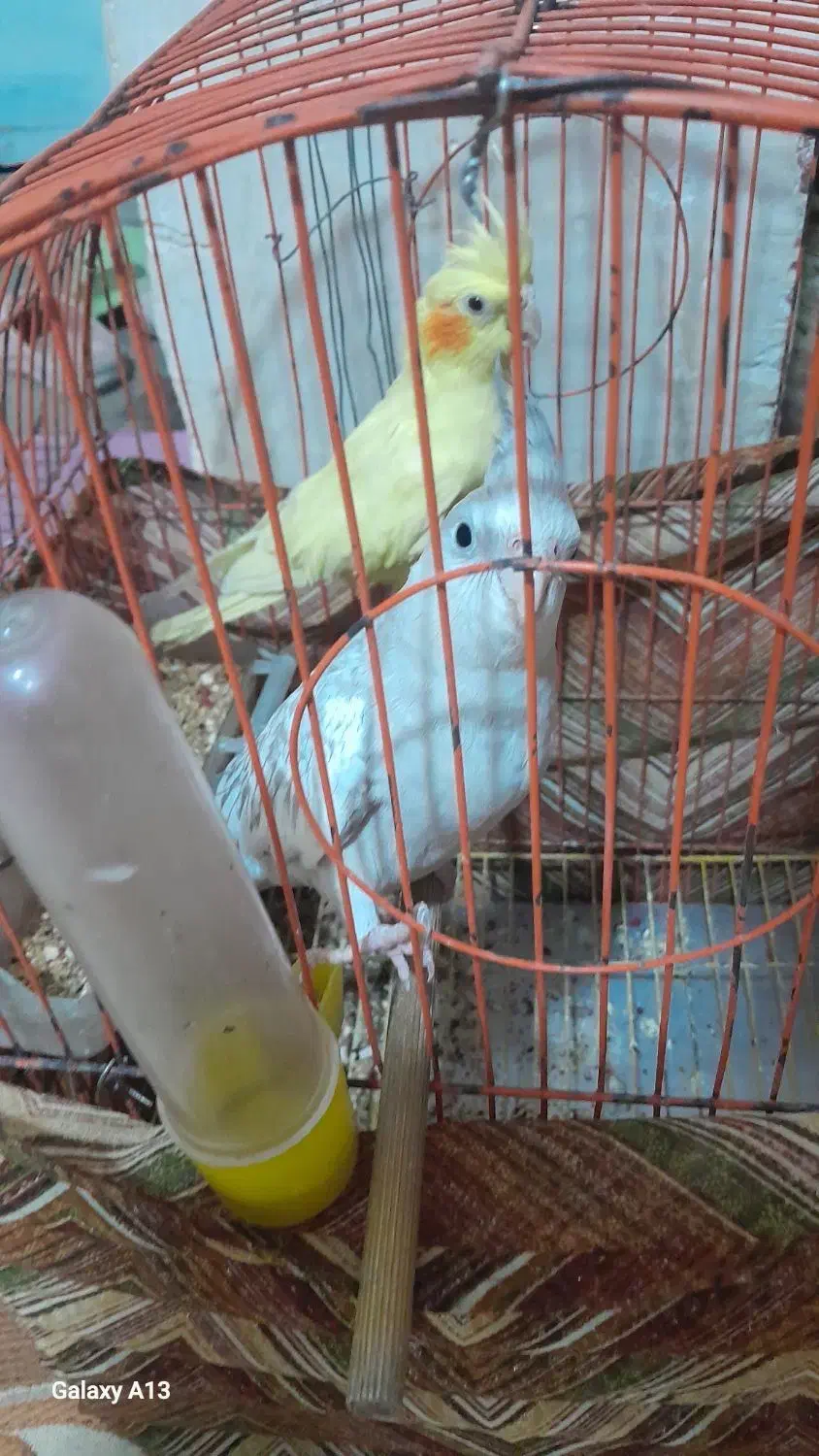 عروس هلندی کبوتر|پرنده|مسجد سلیمان, |دیوار