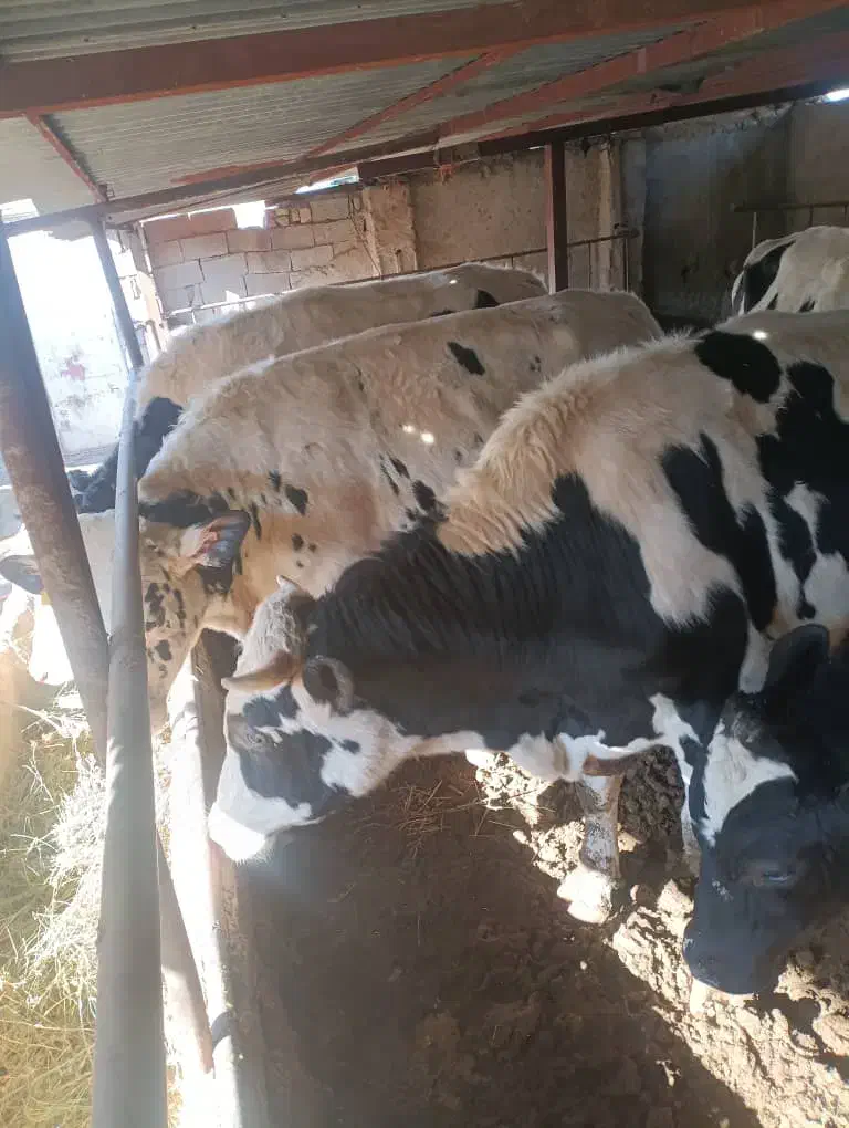 گوساله نر|حیوانات مزرعه|نظرآباد, شهرک سید جمال الدین|دیوار