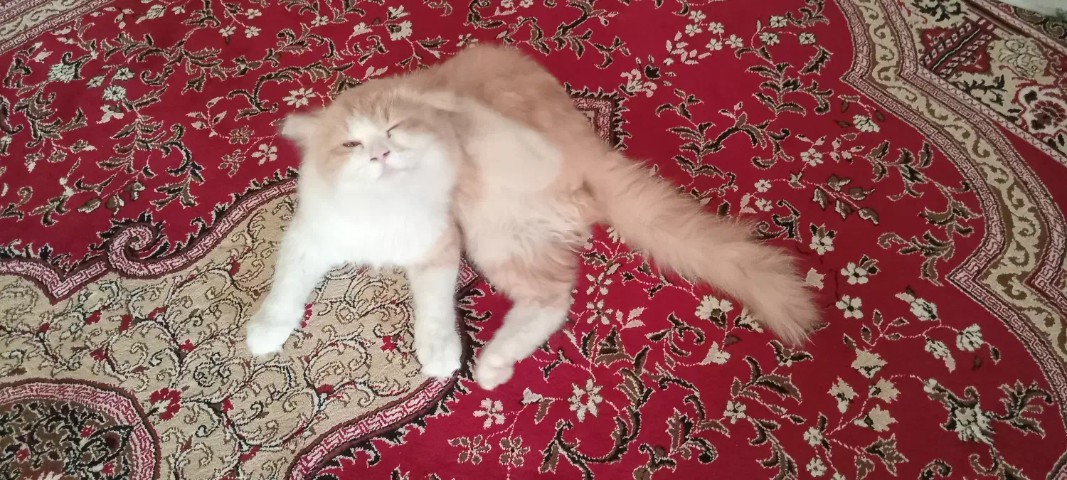 گربه پرشین|گربه|کاشان, خرمدشت|دیوار