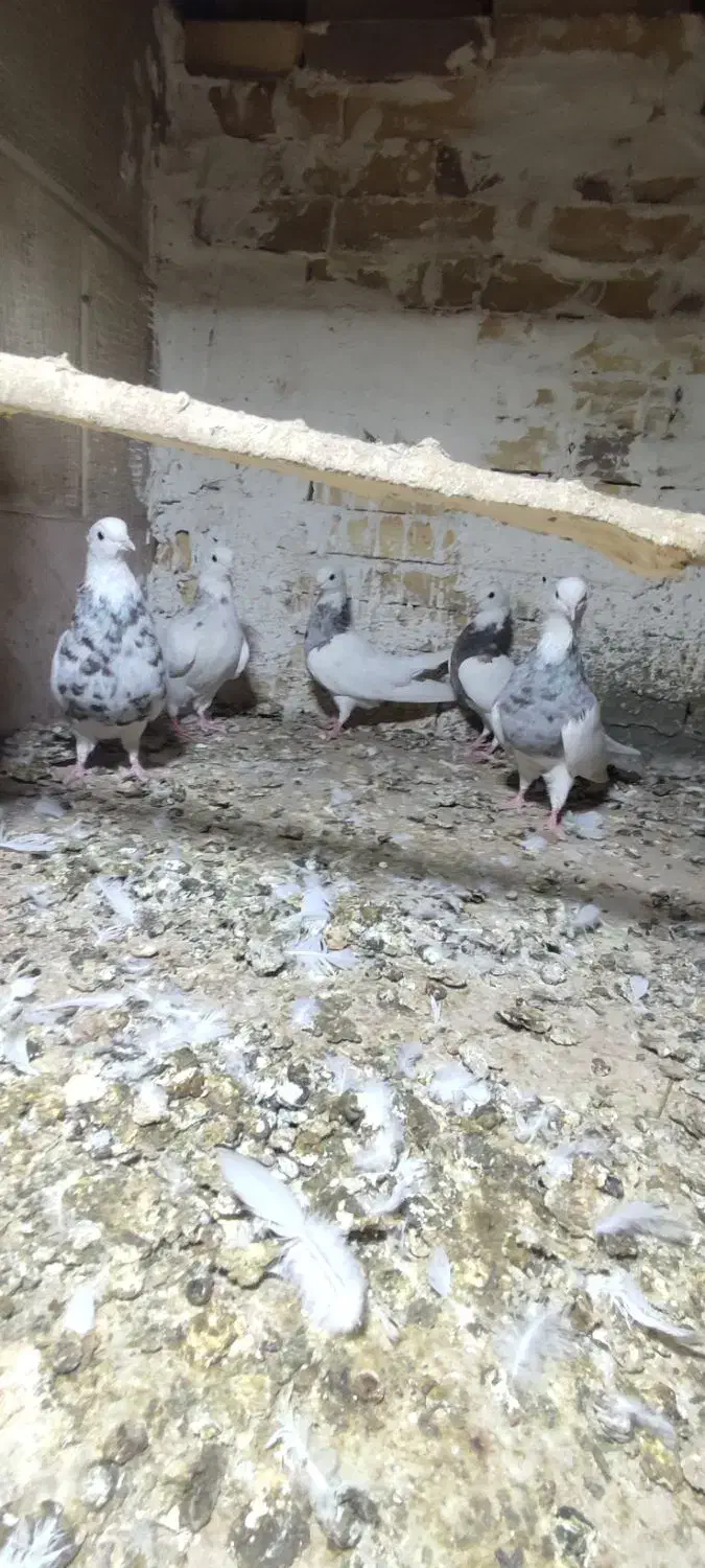 طوقی|پرنده|فشاپویه, |دیوار