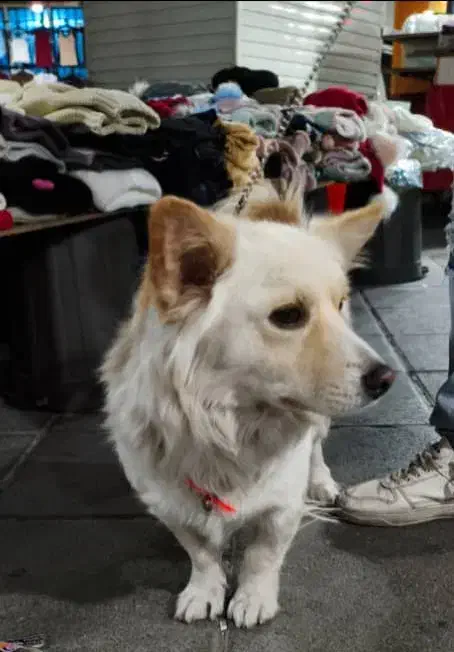 سگ اشپیتز (آلمانی ) مدل روباحی|سگ|کرج, ساسانی (قلمستان)|دیوار