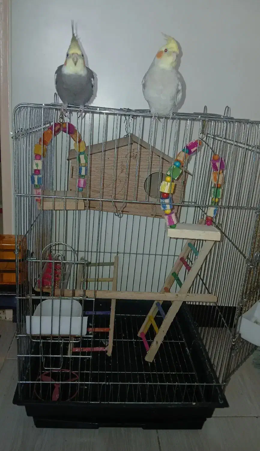 قفس عروس هلندی وطوطی|لوازم جانبی حیوانات|کهریزک, |دیوار