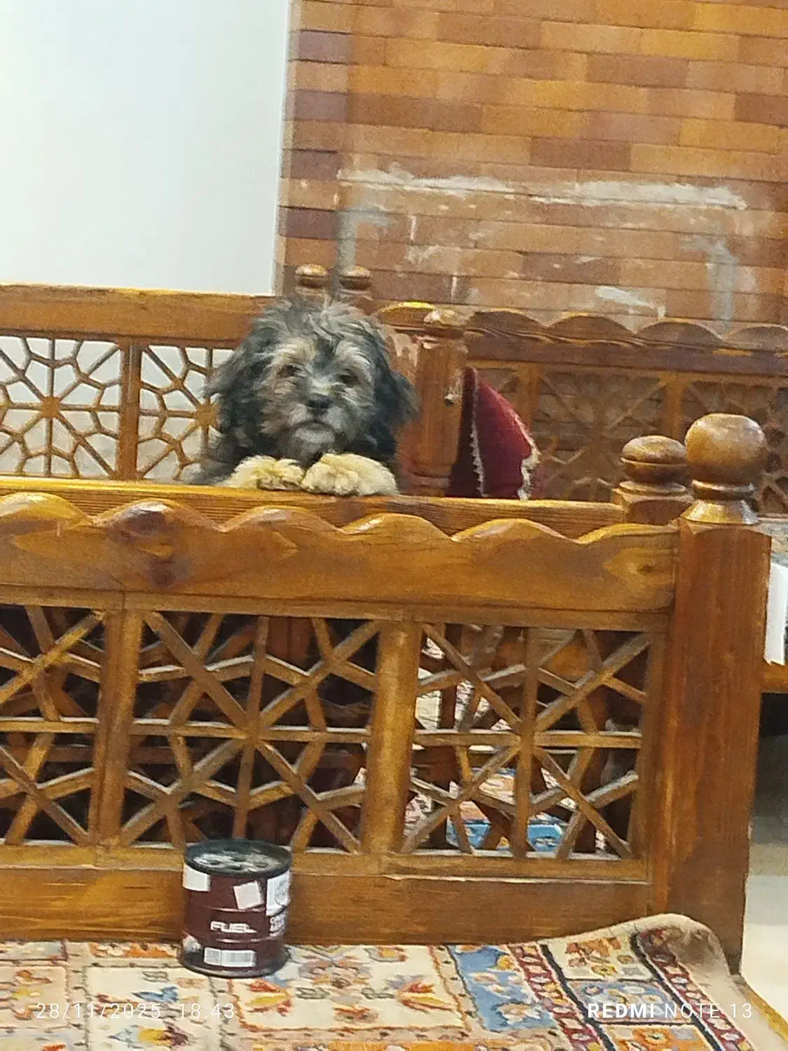 واگذاری سگ 3ماهه|سگ|پرند, فاز ۶|دیوار