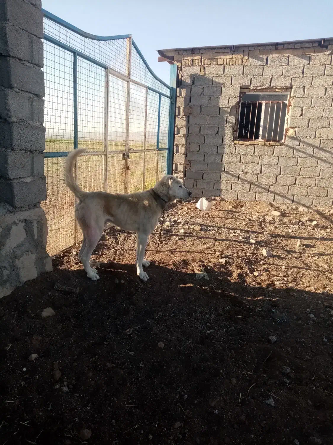 سگ.|سگ|سبزوار, رباط|دیوار