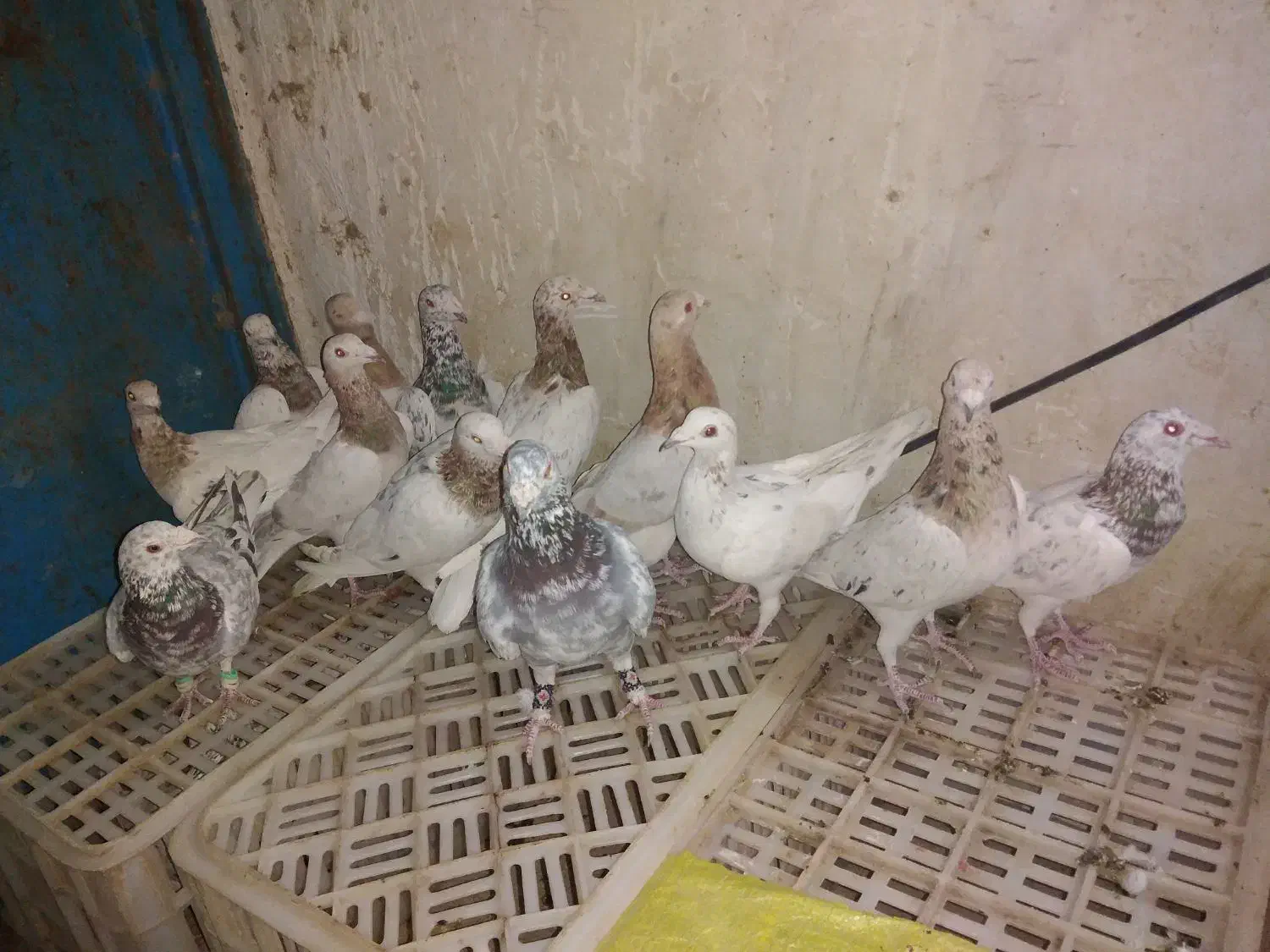 سار آلمانی|پرنده|قلندر آباد, |دیوار