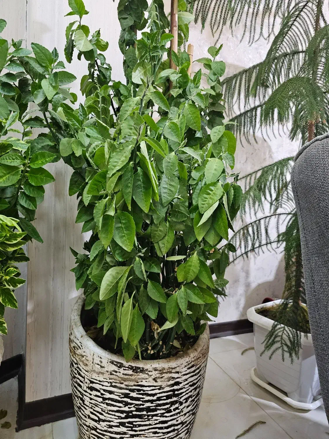 گل پدیلانتوس|گل و گیاه طبیعی|اصفهان, کارلادان|دیوار