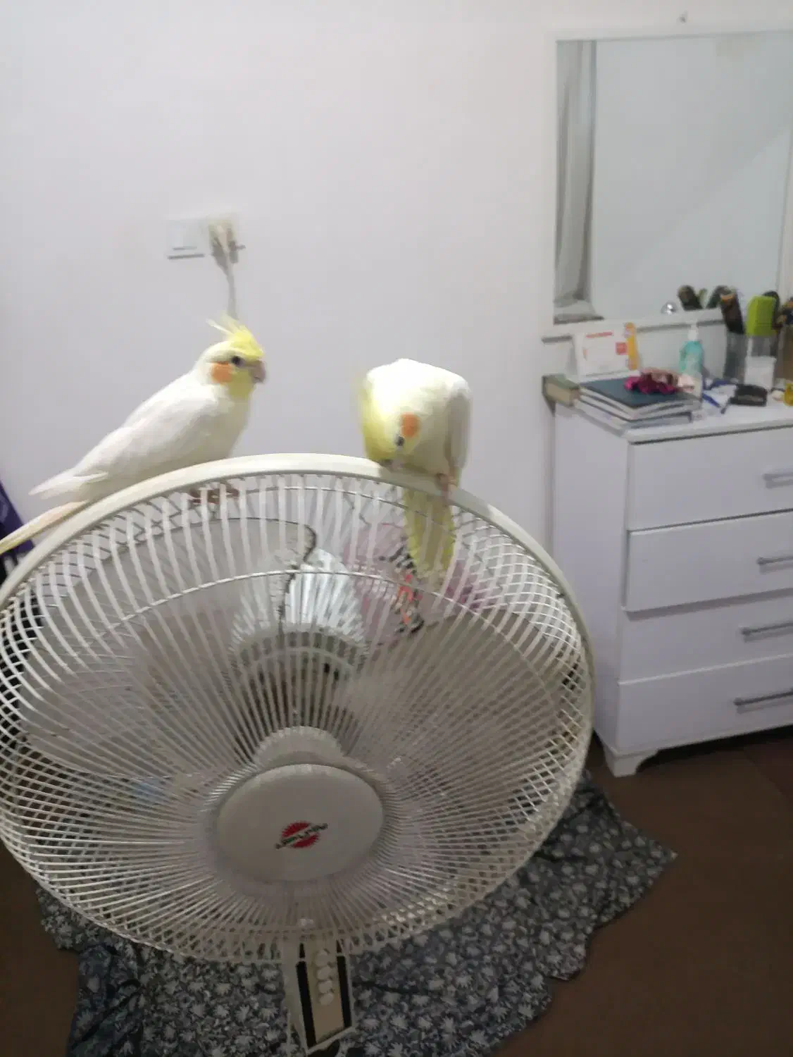 فروش تعدادی عروس هلندی|پرنده|فریدونکنار, |دیوار