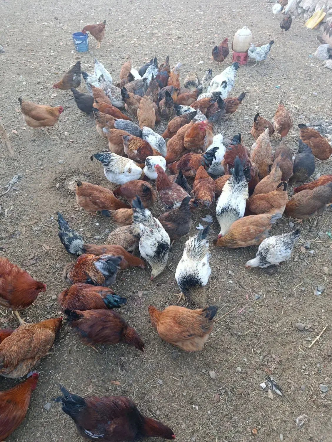 مرغ و خروس|حیوانات مزرعه|فیرورق, |دیوار