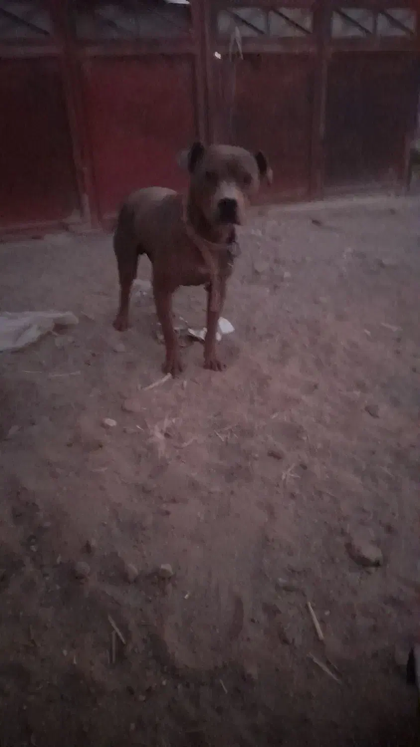 سگ پیت بول|سگ|اشکذر, |دیوار