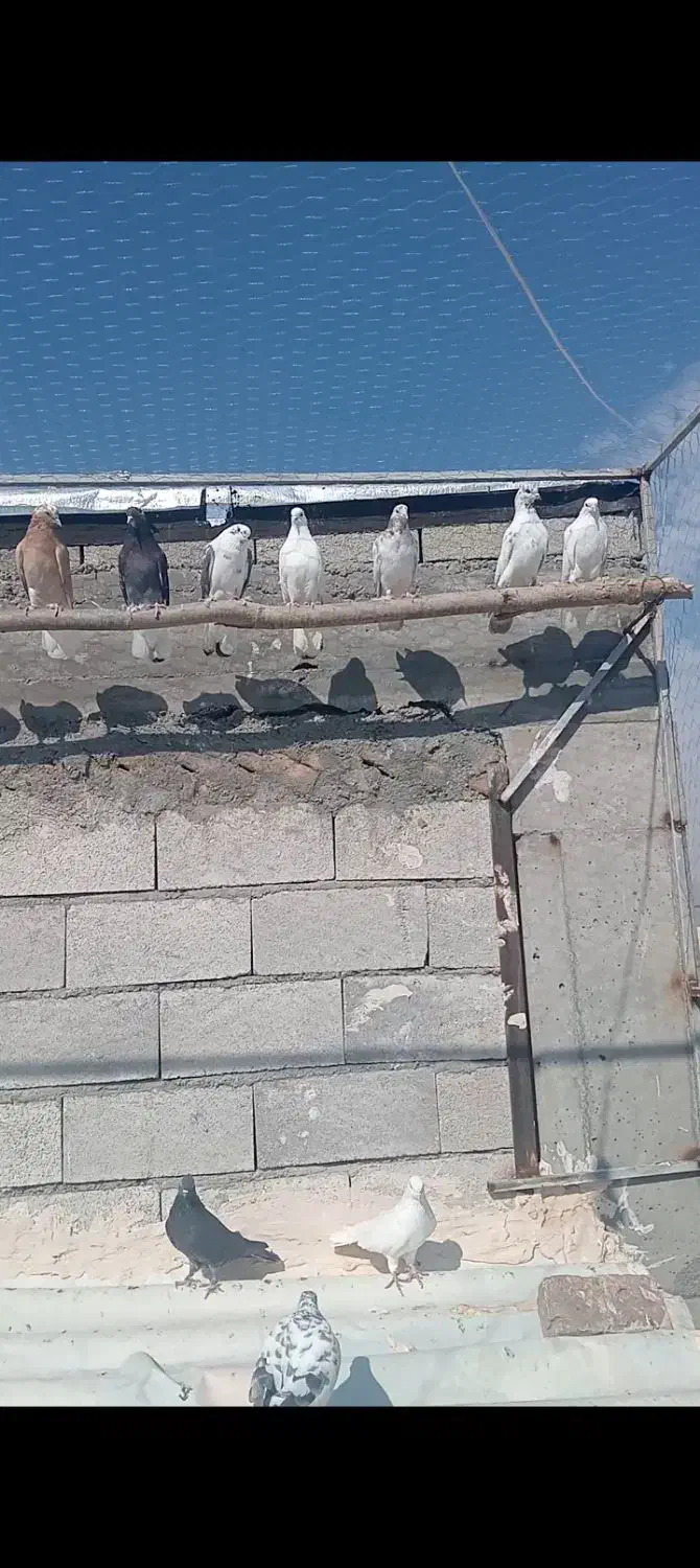 کفتر|پرنده|خوی, |دیوار