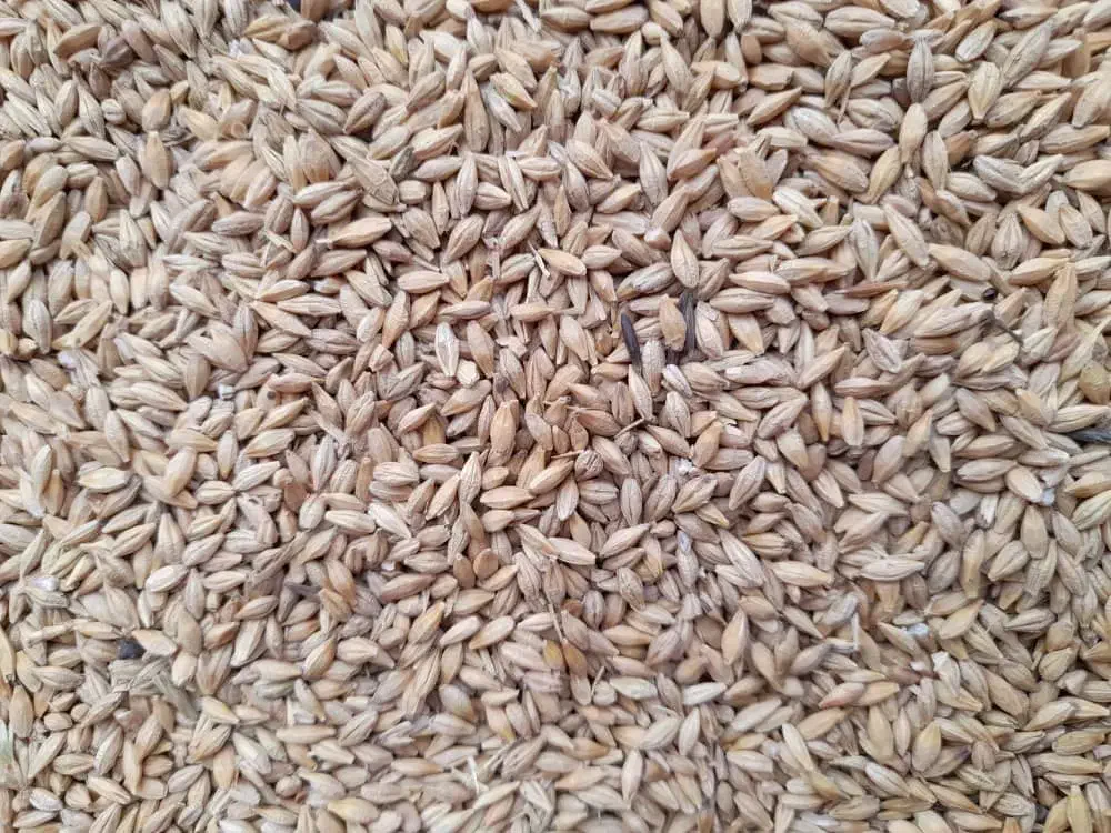 جو محلی|حیوانات مزرعه|بوانات, |دیوار