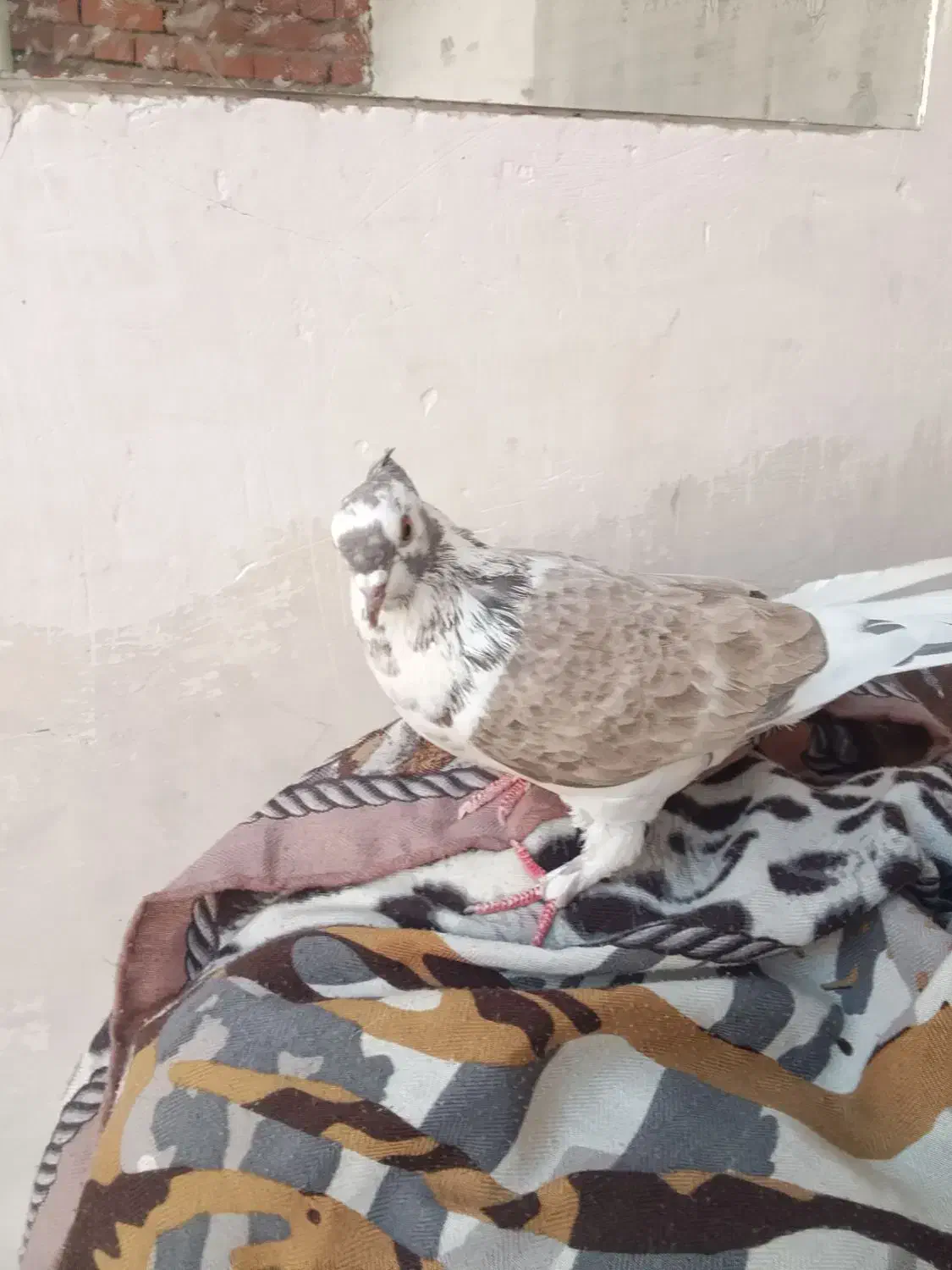 کفتر|پرنده|نقده, |دیوار