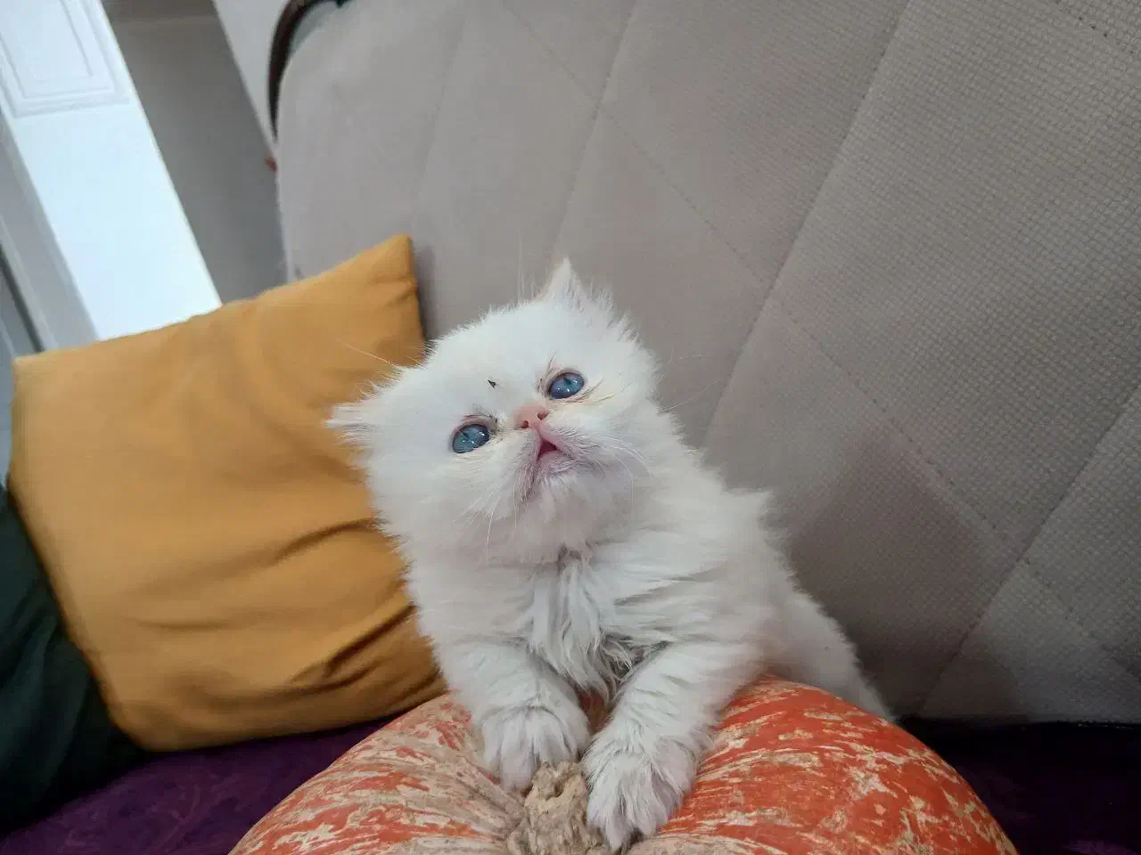 4گربه پرشین نژاد ردپوینت اصیل|گربه|زنجان, |دیوار