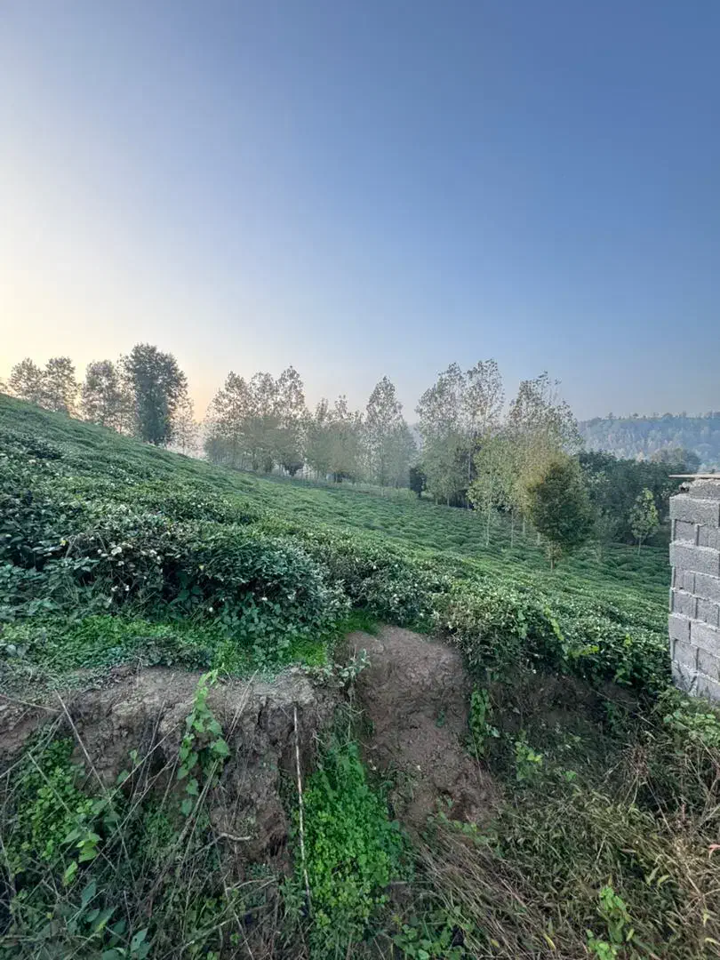 715متر پروانه دار سنددار|فروش زمین و ملک کلنگی|املش, |دیوار