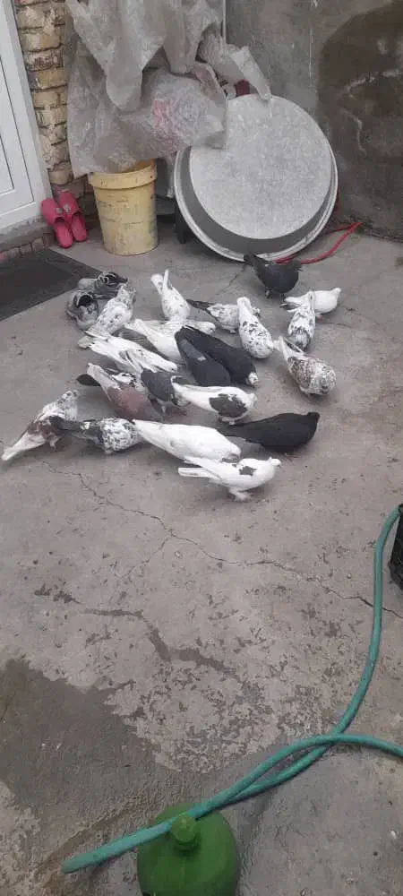 فروش کبوتر|پرنده|ارومیه, |دیوار