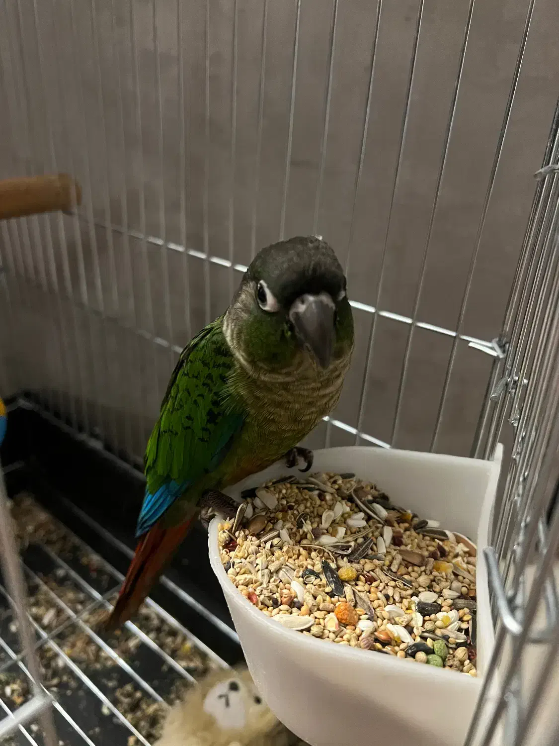 پرنده گرین چیک|پرنده|تهران, جوانمردان (اندیشه)|دیوار