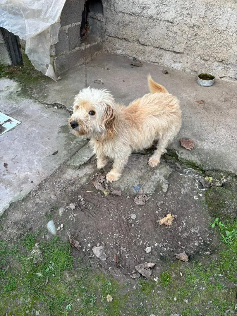 واگذاری سگ پشمالو|سگ|کوچصفهان, |دیوار