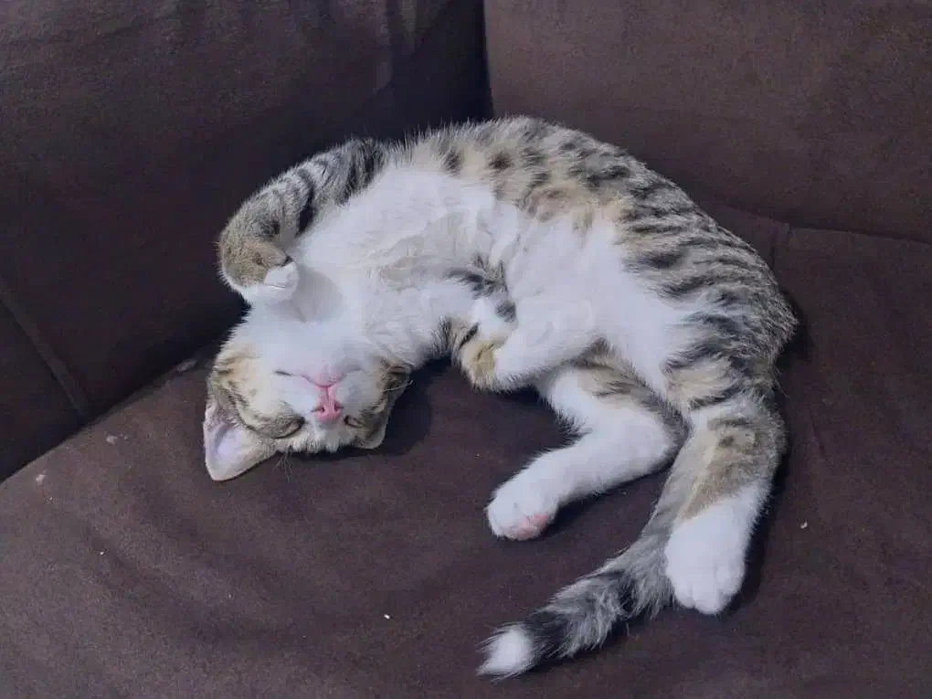 گربه شناسنامه دار 6 ماهه|گربه|اندیشه, اندیشه فاز ۱|دیوار