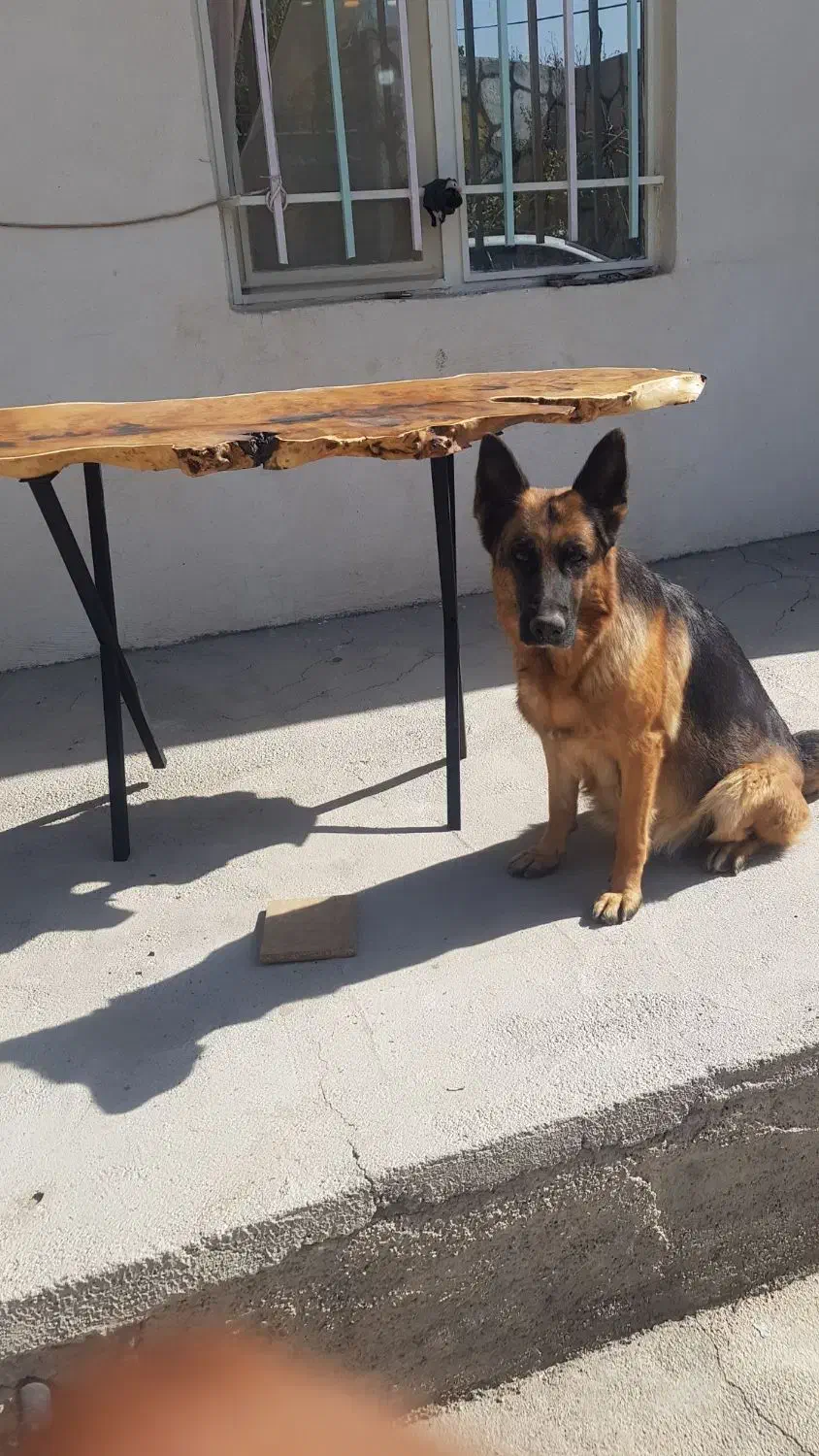 واگذاری سگ ژرمن شپر|سگ|صباشهر, |دیوار