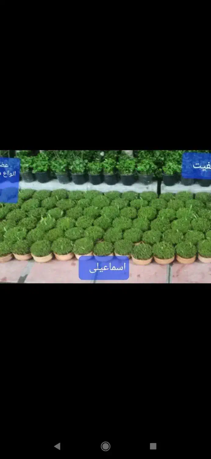 گاودانه|گل و گیاه طبیعی|قم, کلهری|دیوار