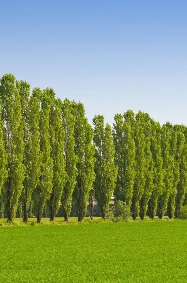 عرضه نهال سپیدار|خدمات باغبانی و درختکاری|طارم, |دیوار