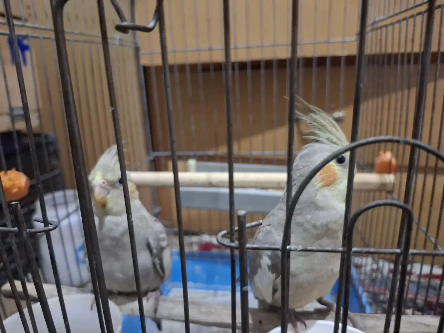 جفت عروس هلندی|پرنده|رودسر, |دیوار