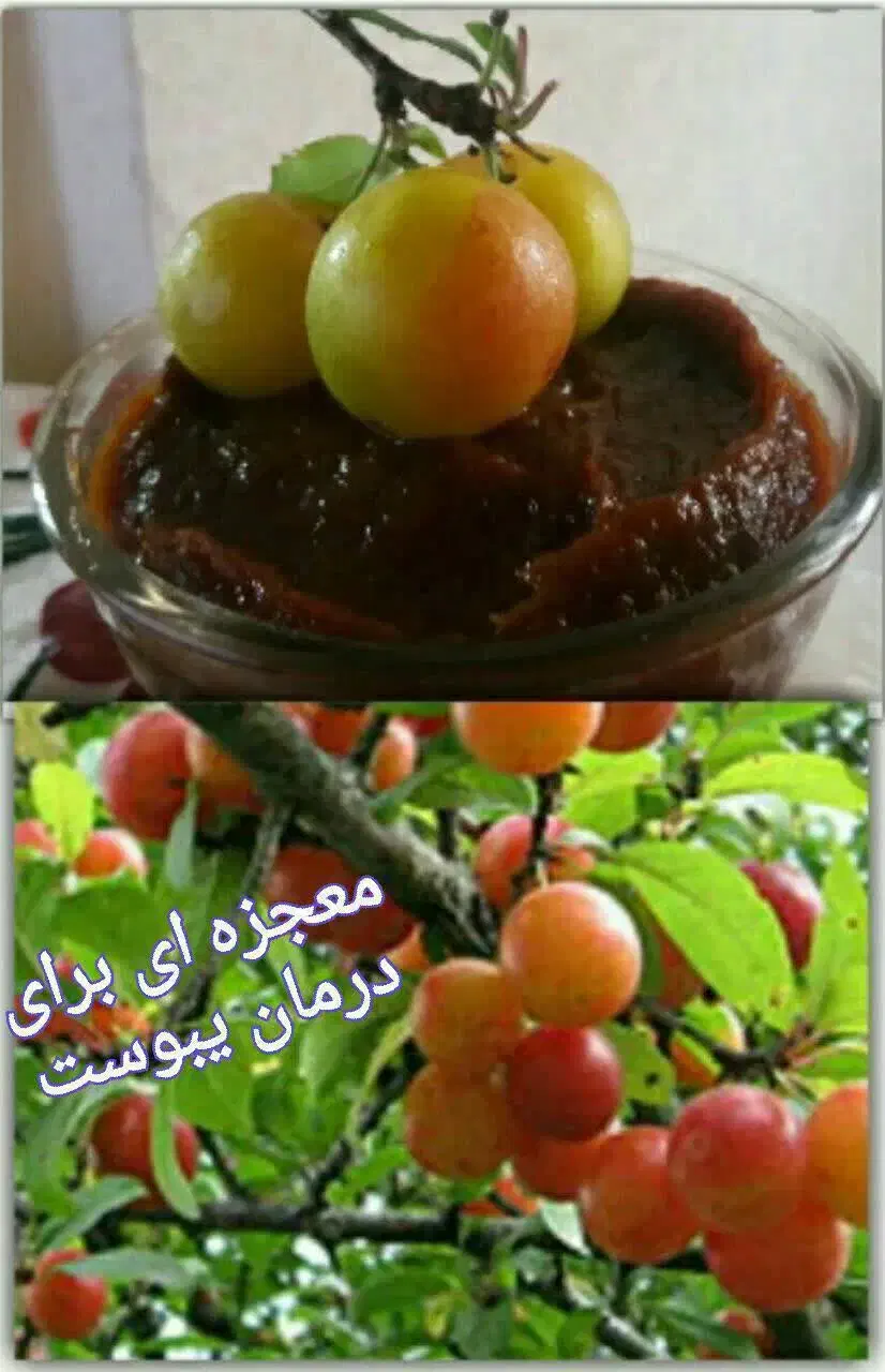 رب الوچه وسبزی وتمام محصولات شمال تازه تازه رسیده|خوردنی و آشامیدنی|قم, انسجام|دیوار