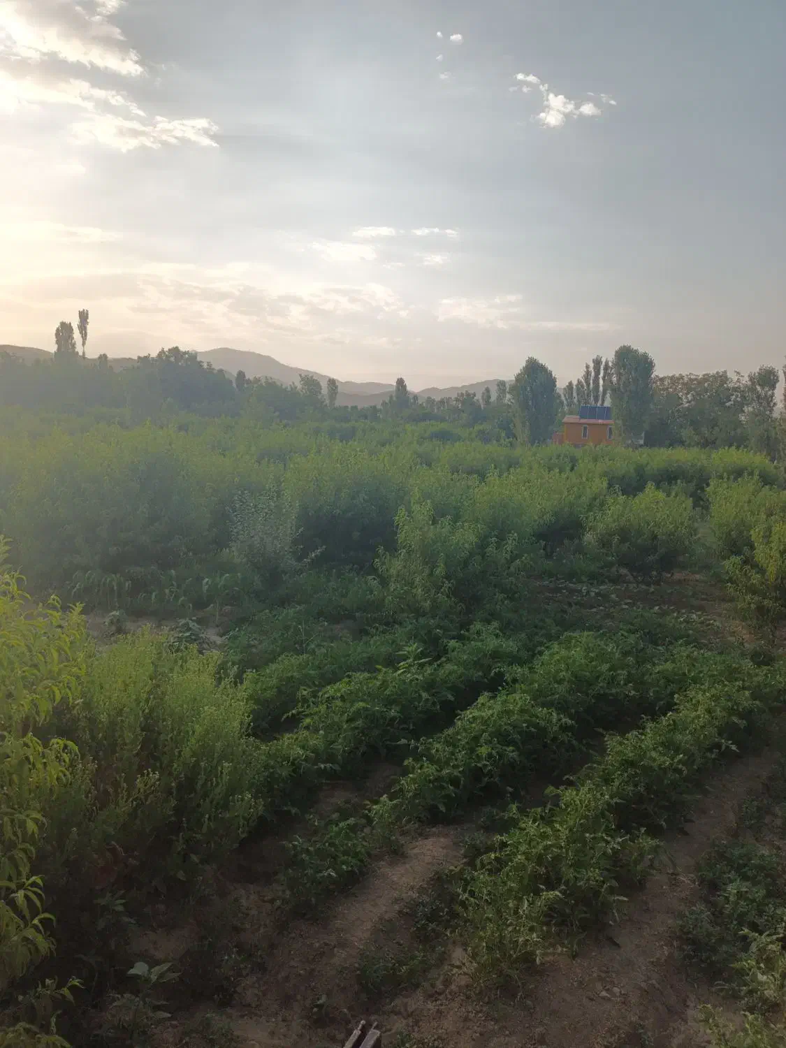 زمین کشاورزی|فروش دفتر صنعتی، کشاورزی، تجاری|انزل, |دیوار