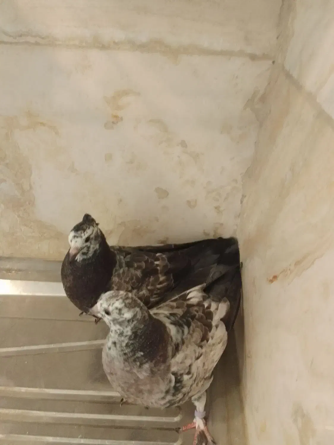 کبوتر|پرنده|محلات, |دیوار