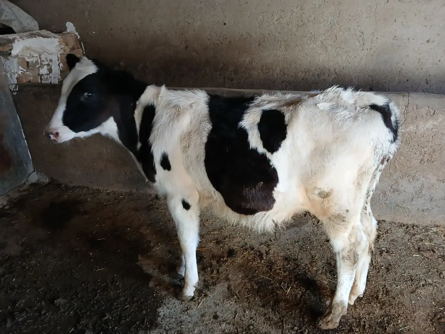 گوساله نر جنس عالی|حیوانات مزرعه|گلپایگان, |دیوار