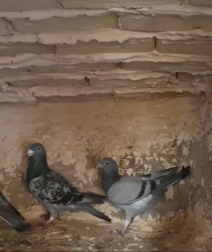 کبوتر|حیوانات مزرعه|آبکوه, |دیوار