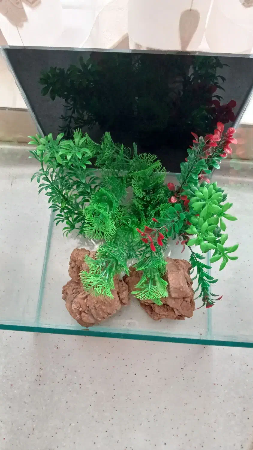 آکواریوم|ماهی|پاکدشت, پاکدشت (مامازند)|دیوار