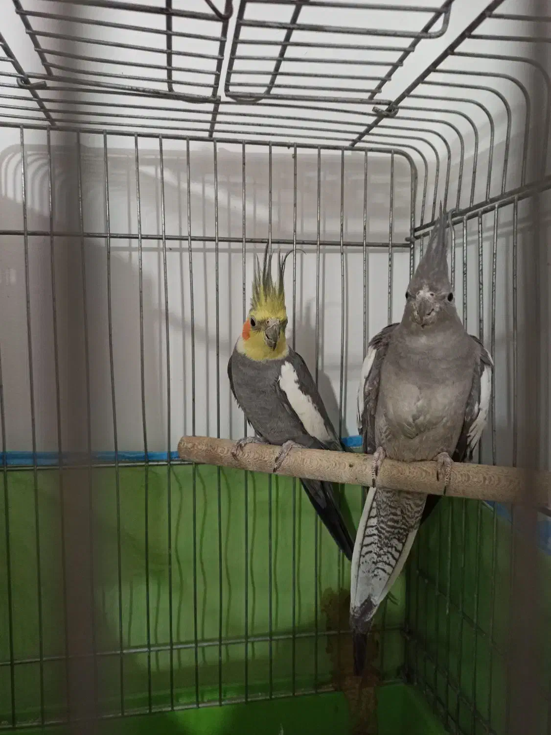 عروس هلندی|پرنده|اسلام‌شهر, شهرک امام حسین (میان آباد)|دیوار