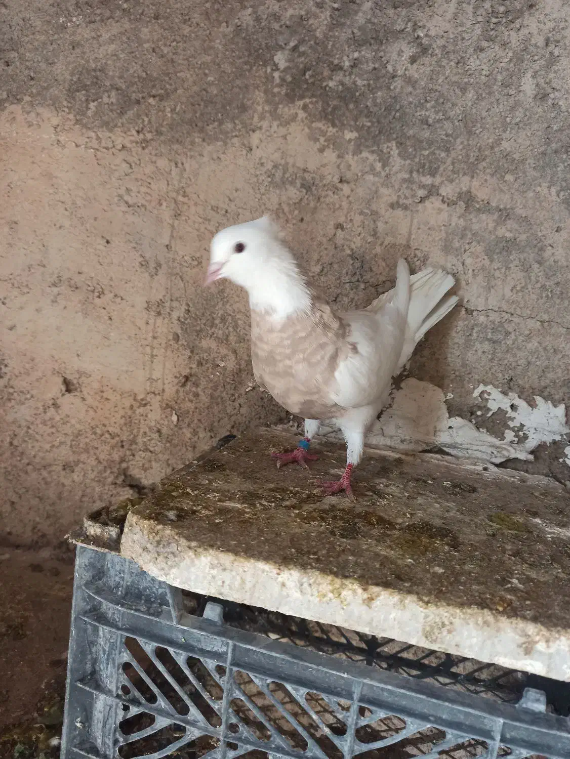 طوقی وتهرانی|پرنده|چرداول, |دیوار