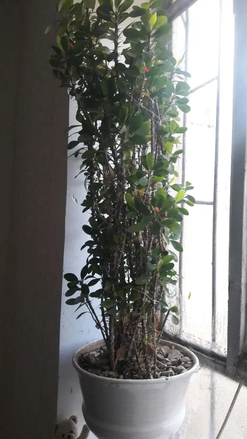 گل خار مریم .یا مرجان مینیاتوری|گل و گیاه طبیعی|کارزان, |دیوار